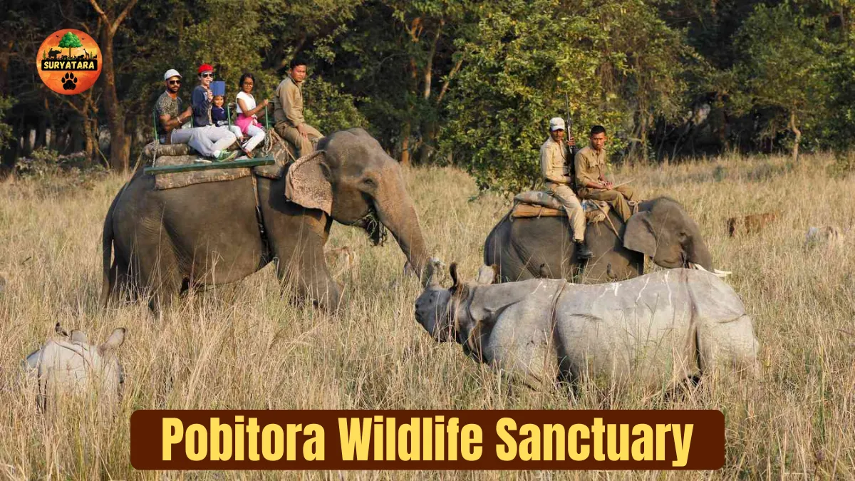 Pobitora Wildlife Sanctuary