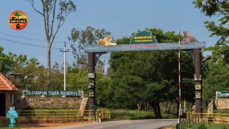 Bandipur National Park Safari Booking