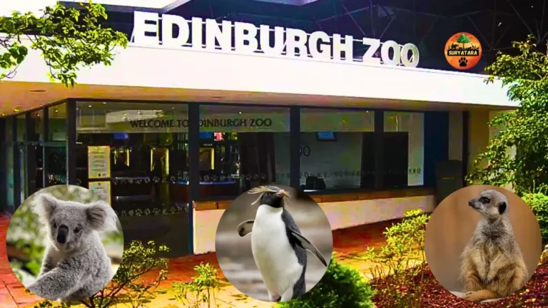 Edinburgh Zoo