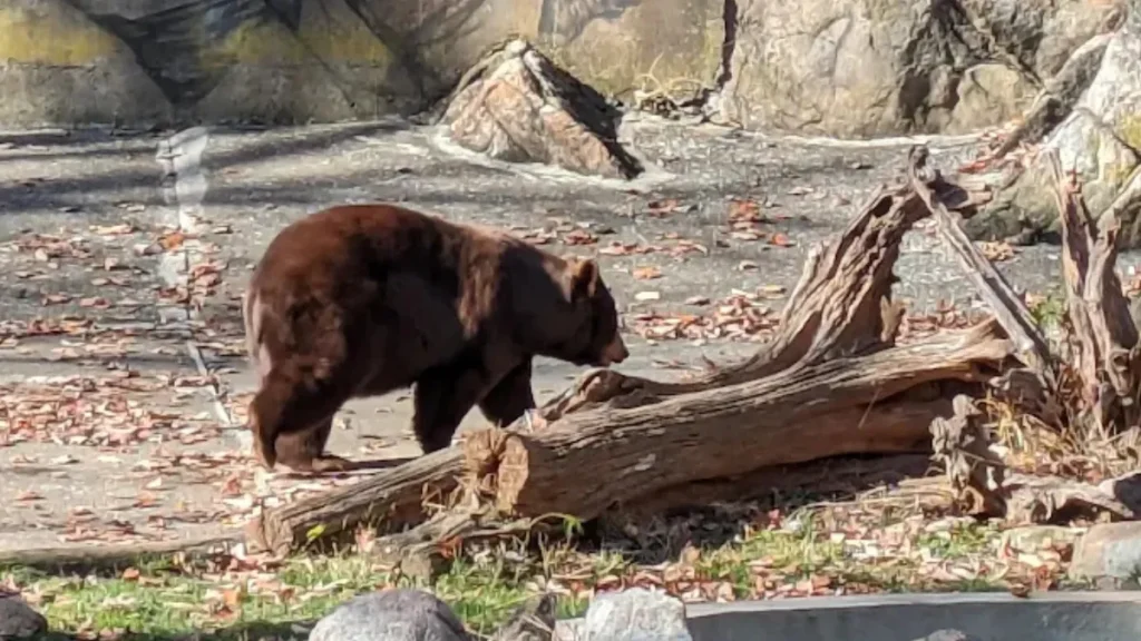 Bear Mountain Zoo