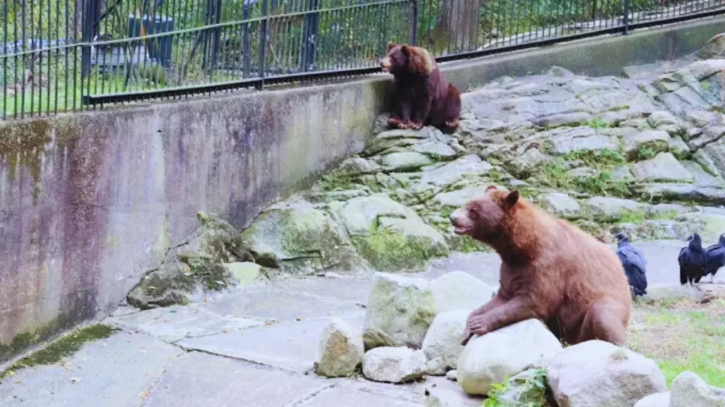 Bear Mountain Zoo