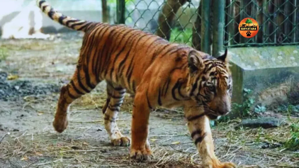 Nandanvan Zoo