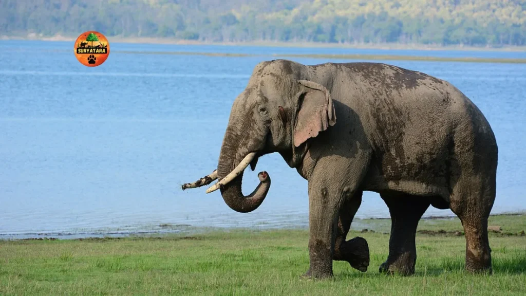 Jim Corbett National Park Ticket Price