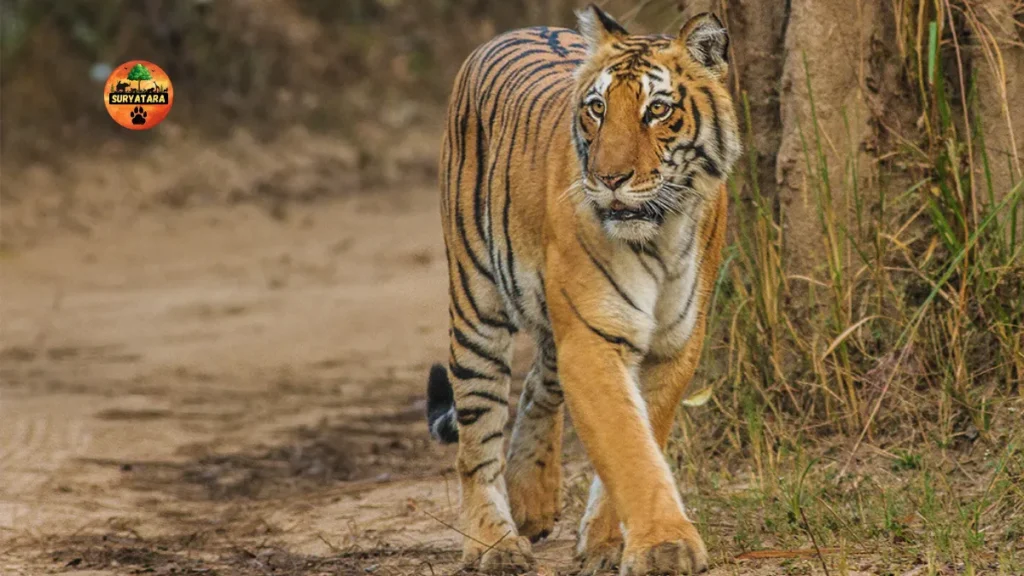 Jim Corbett National Park Ticket Price