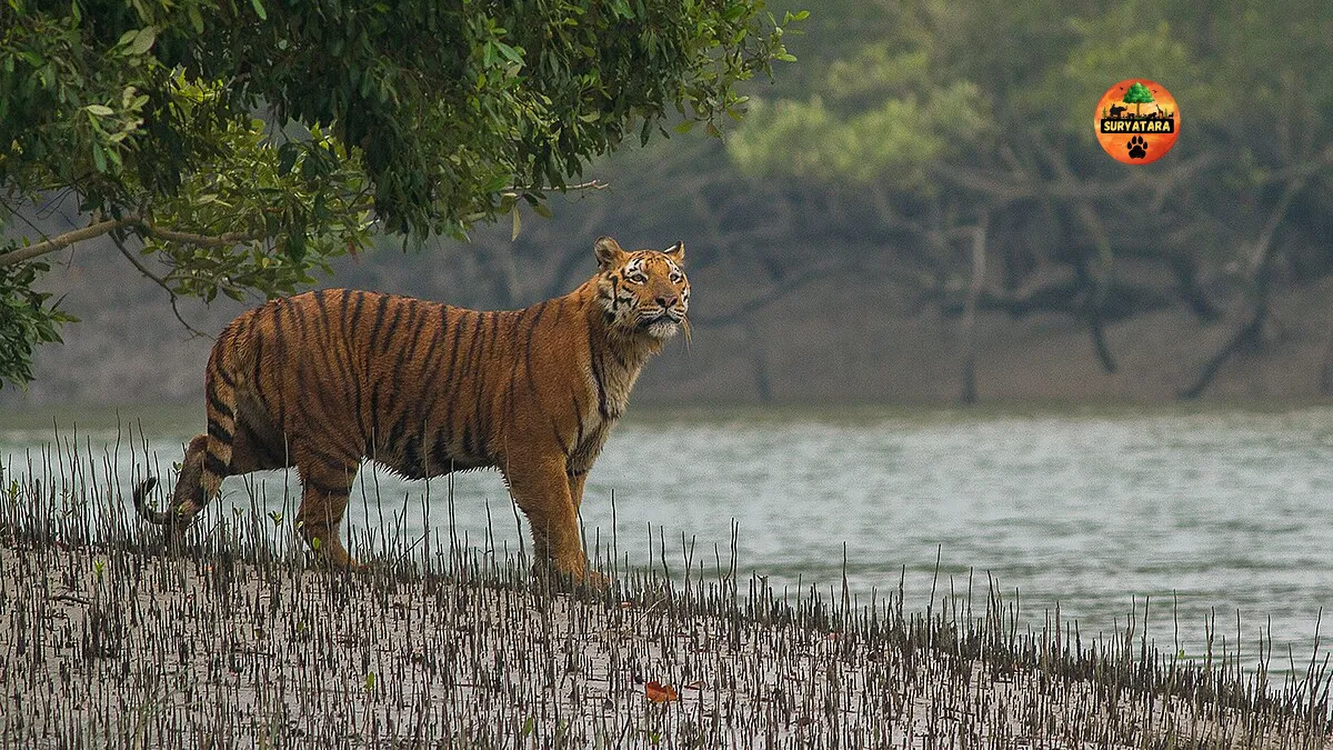 Sundarban Tiger Reserve