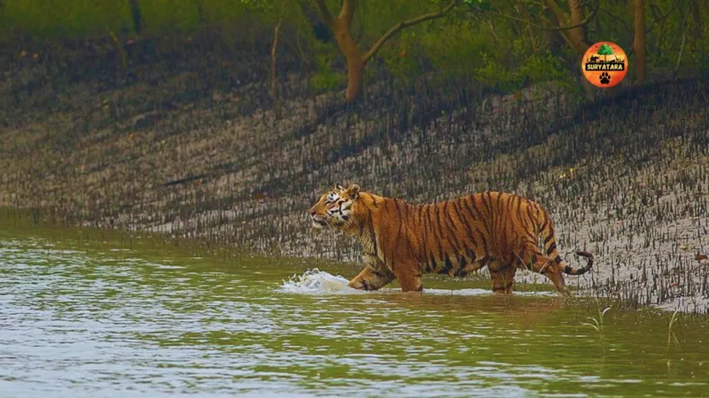 Sundarban Tiger Reserve