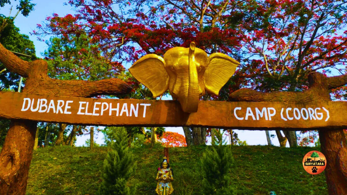 Dubare Elephant Camp Coorg
