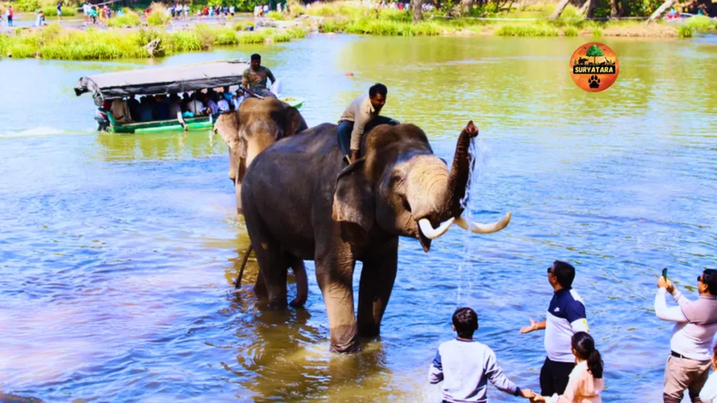 Dubare Elephant Camp Timings and Entry Fee