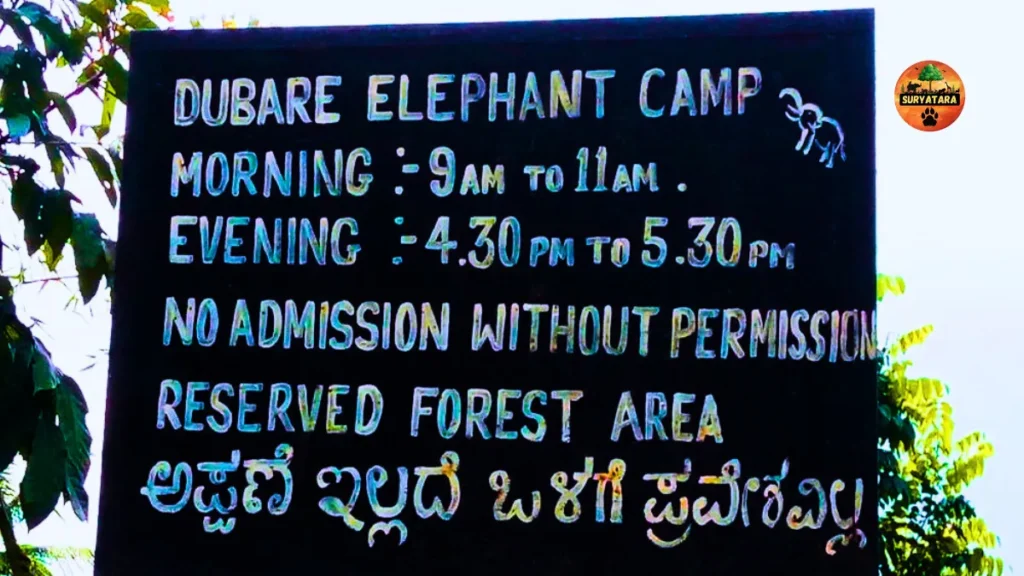 Dubare Elephant Camp Timings and Entry Fee