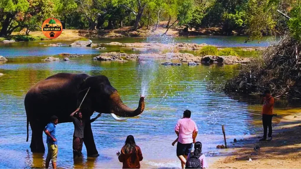 Dubare Elephant Camp Timings and Entry Fee