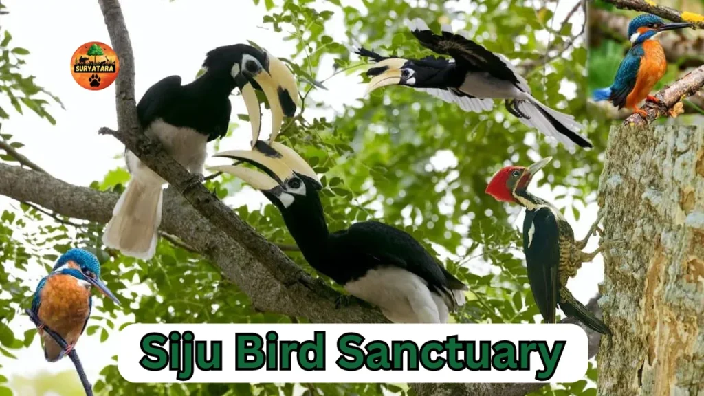 Siju Bird Sanctuary