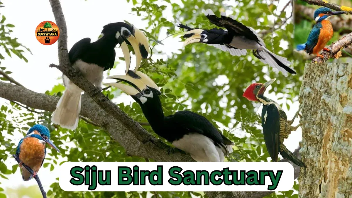 Siju Bird Sanctuary