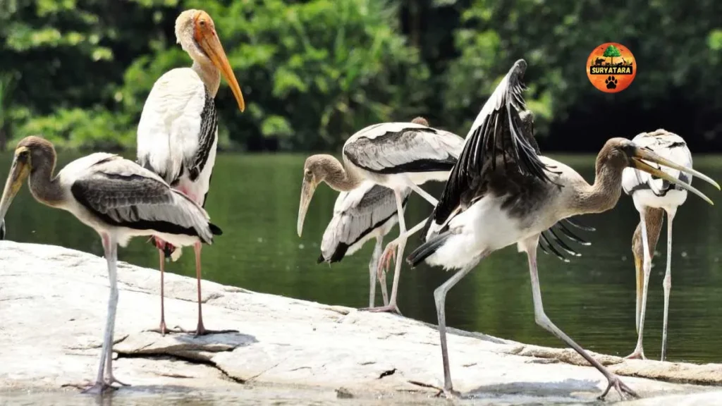 Siju Bird Sanctuary