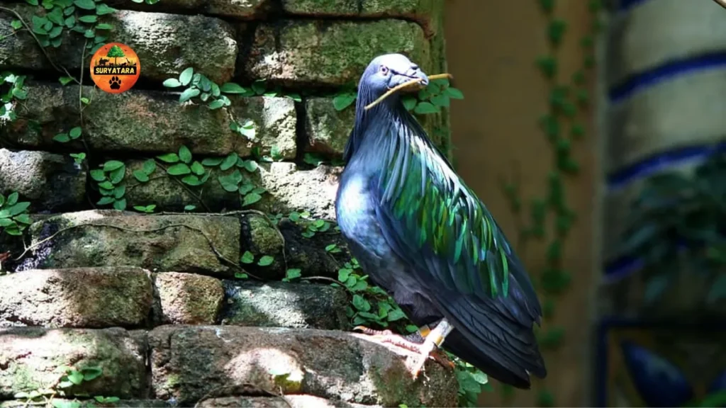 Siju Bird Sanctuary