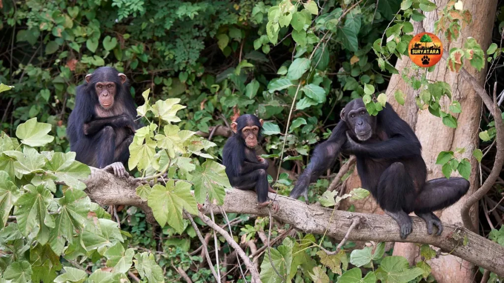 World Chimpanzee Day