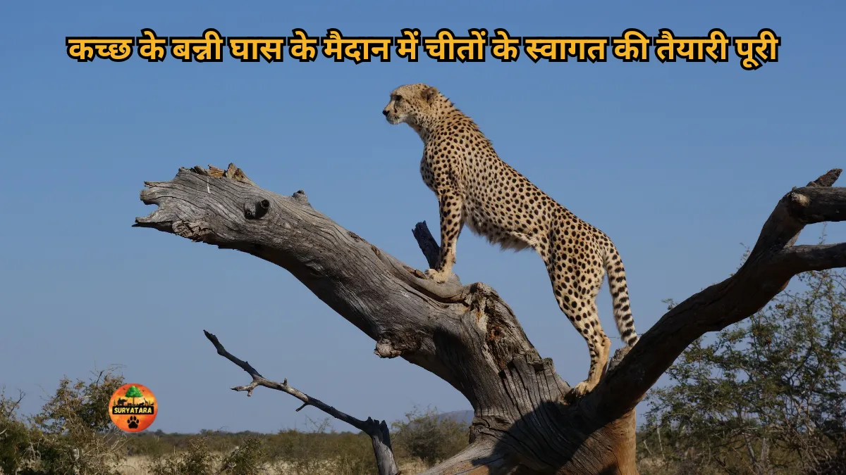 Project Cheetah