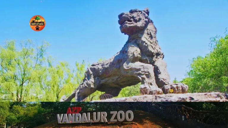 Vandalur Zoo Timings