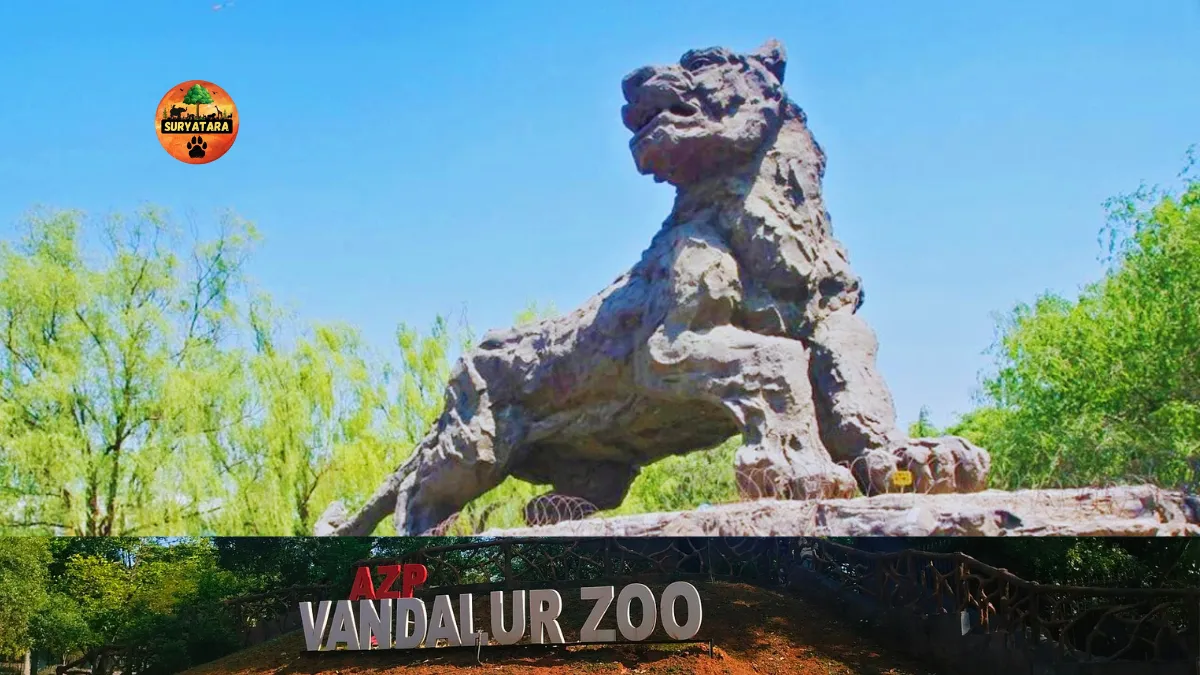 Vandalur Zoo Timings