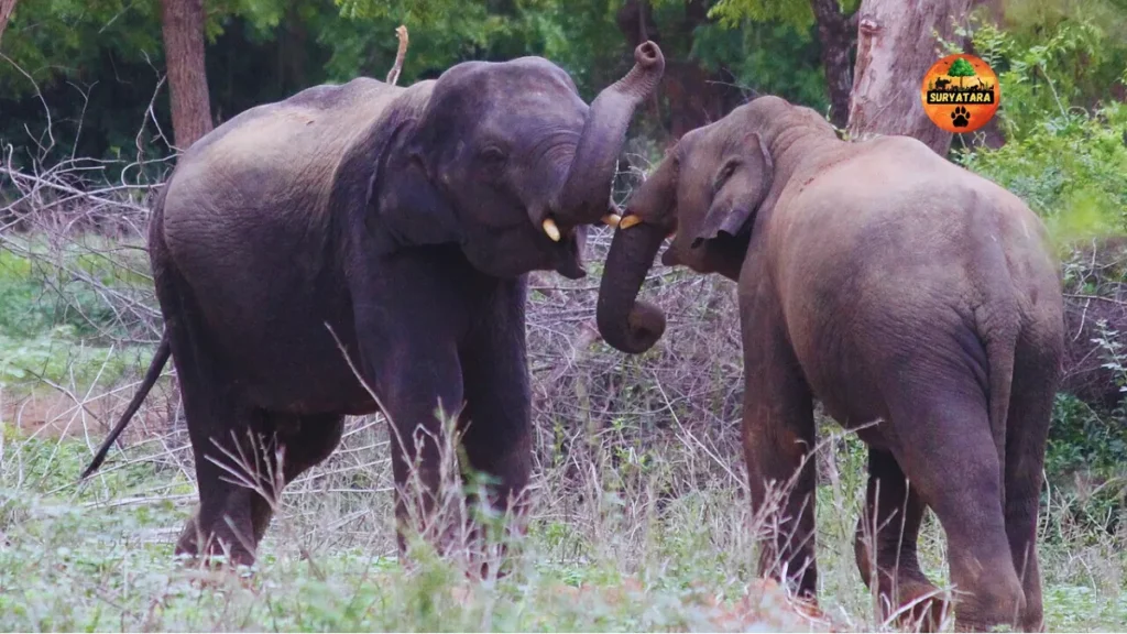 Vandalur Zoo ticket booking