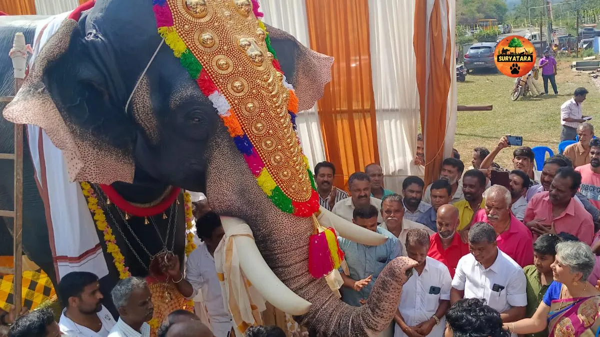 Robotic Elephants