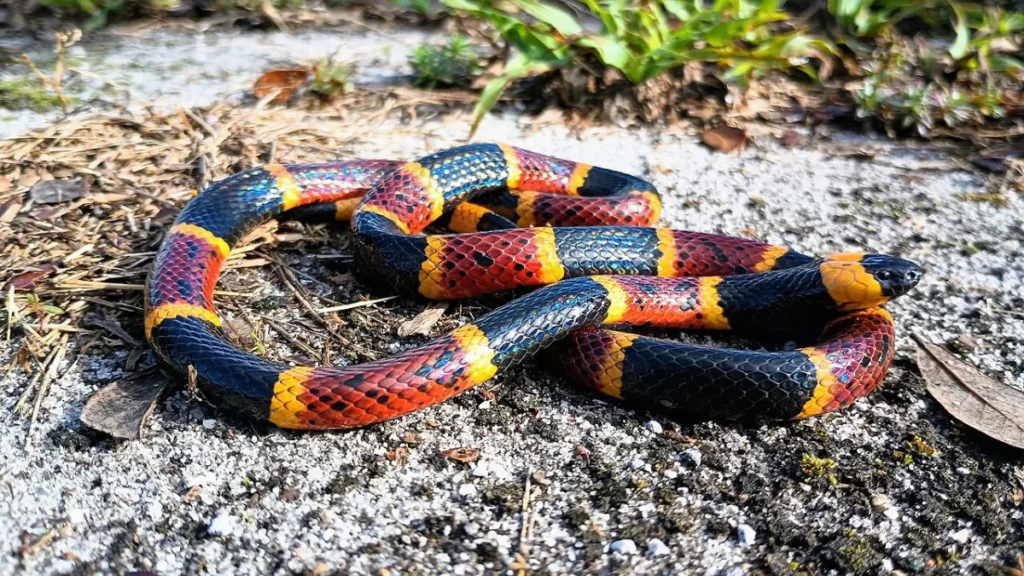 Arizona Coral Snake