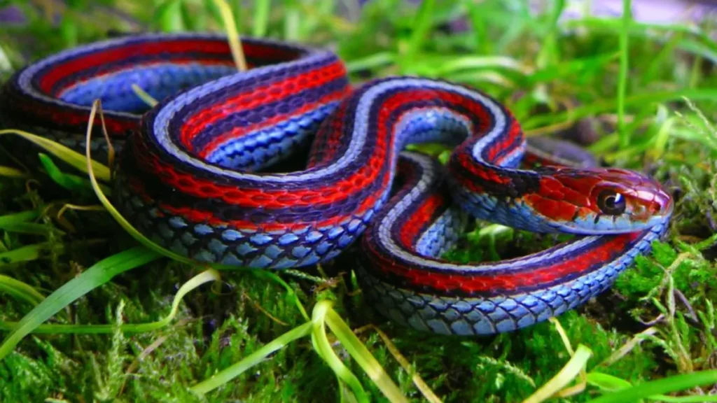 San Francisco Garter Snake