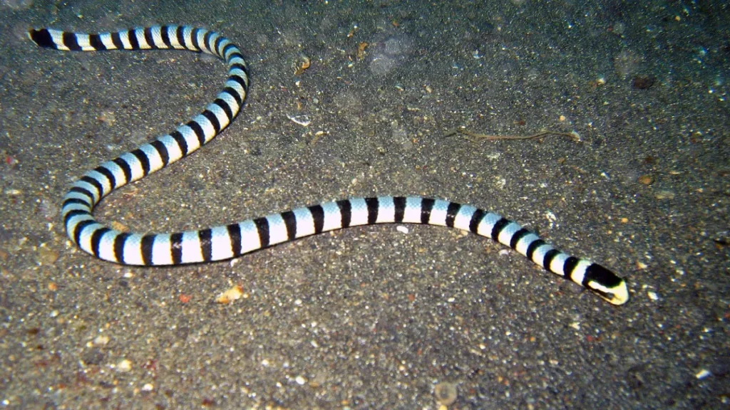 Banded Sea Krait