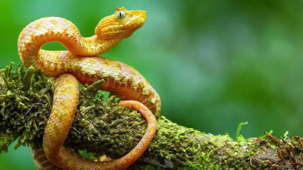 Eyelash Viper
