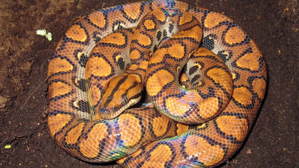Brazilian Rainbow Boa