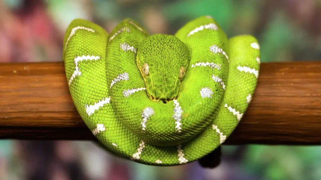 Emerald Tree Boa