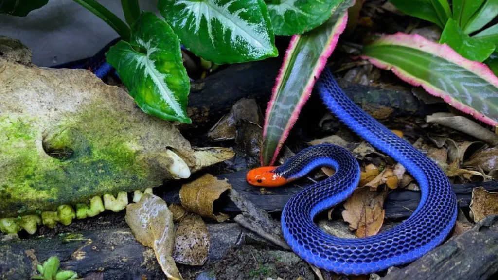 Blue Coral Snake