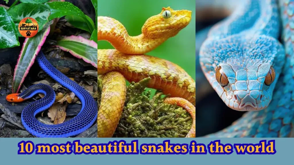 10 most beautiful snakes in the world
