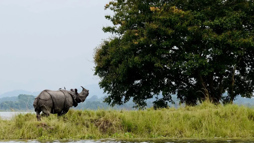 Kaziranga National Park