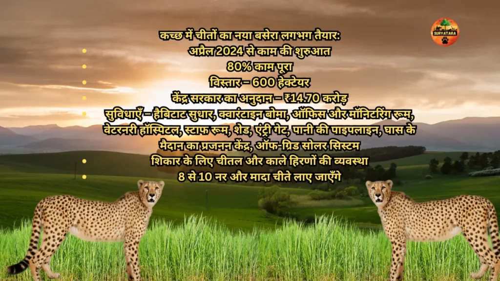 Kutch Banni Cheetah Reintroduction Project