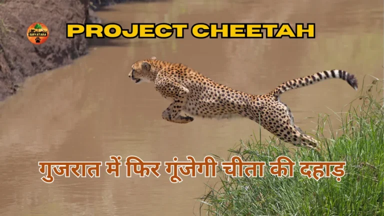 Kutch Banni Cheetah Reintroduction Project