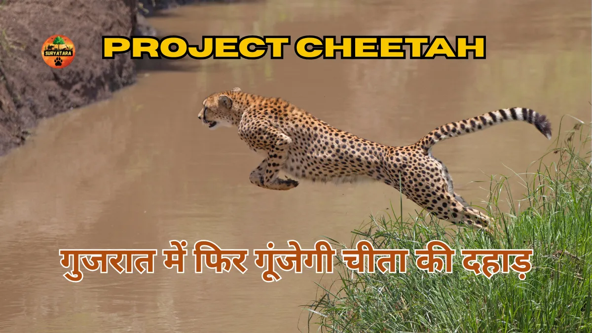 Kutch Banni Cheetah Reintroduction Project