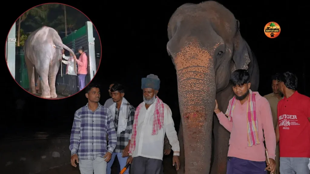 Vanatara Animal Rescue Centre