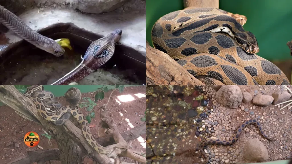 Katraj Snake Park Pune Timings