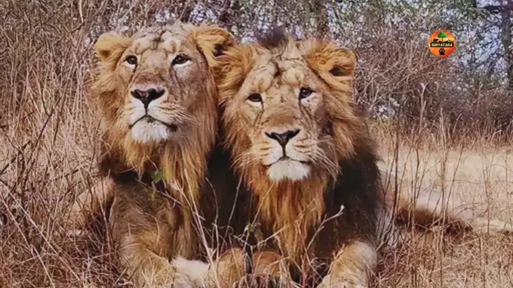 Gir National Park's famous lion pair is no more