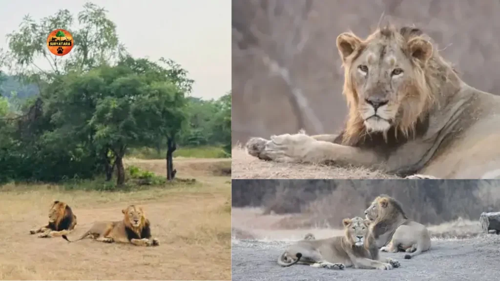 Gir National Park's famous lion pair is no more