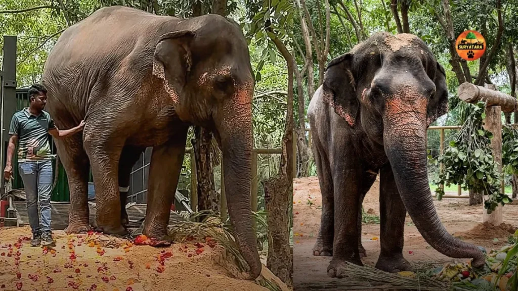 Madhuri Gets a Grand Welcome at Vantara