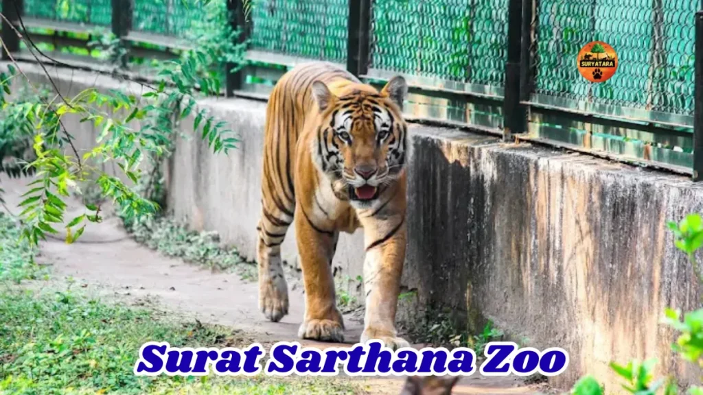 Surat Sarthana Zoo Ticket Price
