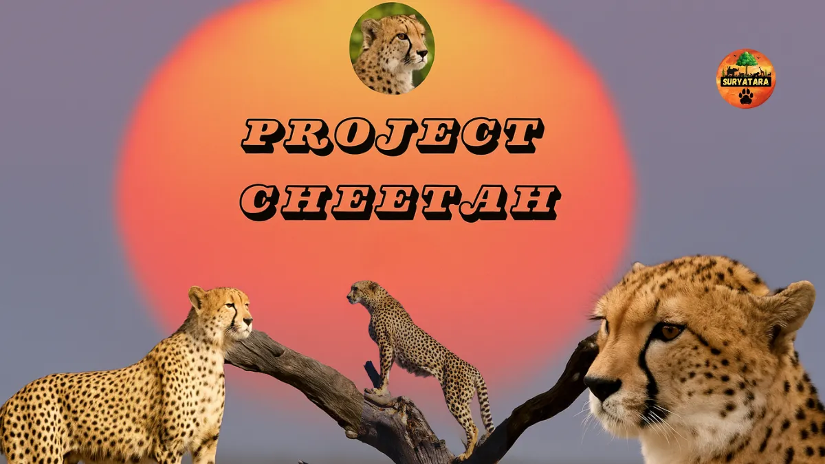 What is Project Chita