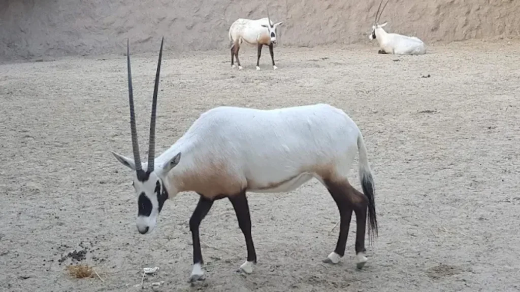 Kuwait Zoo-Timings-Ticket Price-and Location