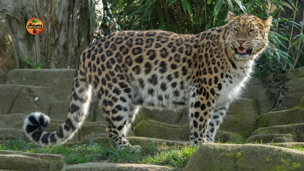 Amur Leopard 
