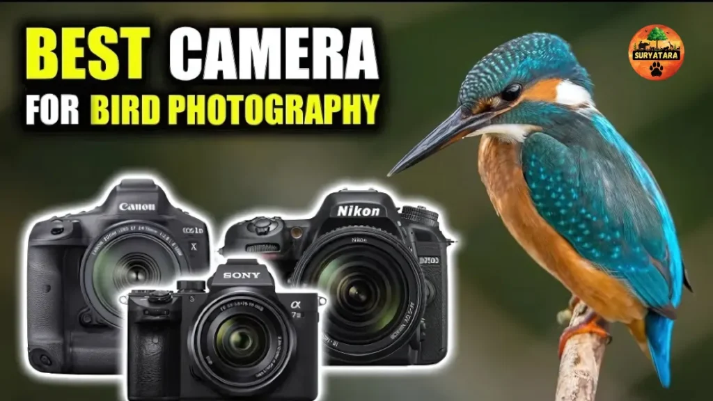 Best Birding Camera Under $500
