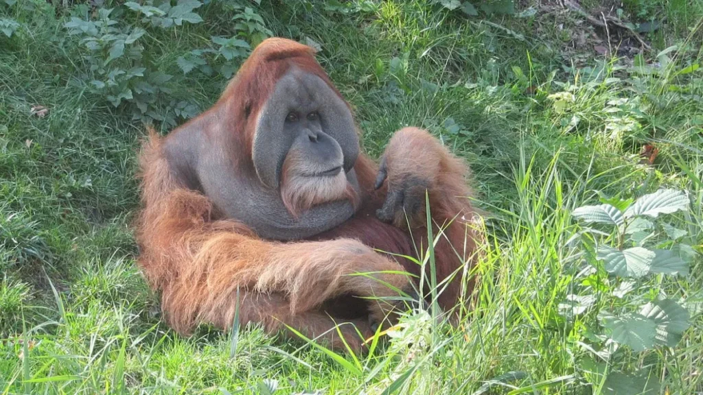 Sumatran Orangutan 