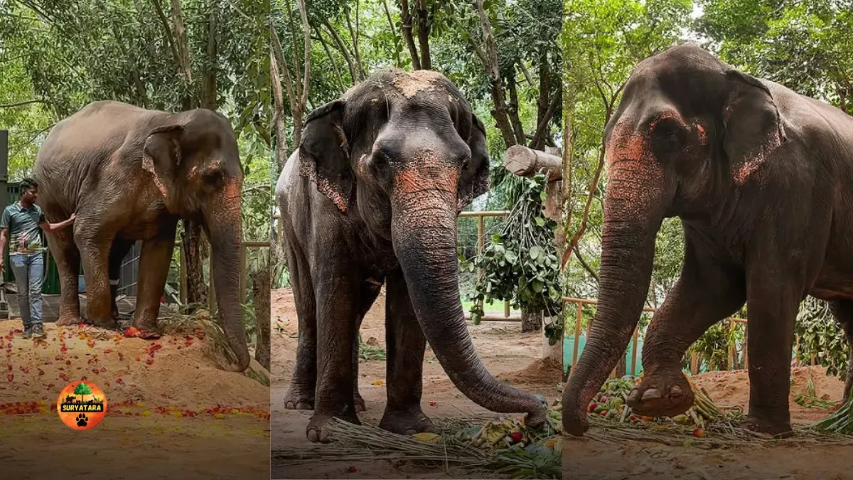 Madhuri elephant