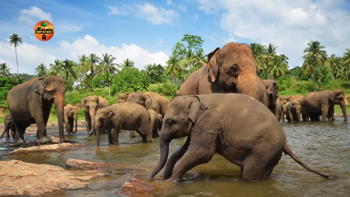 Elephant's Digital Identity