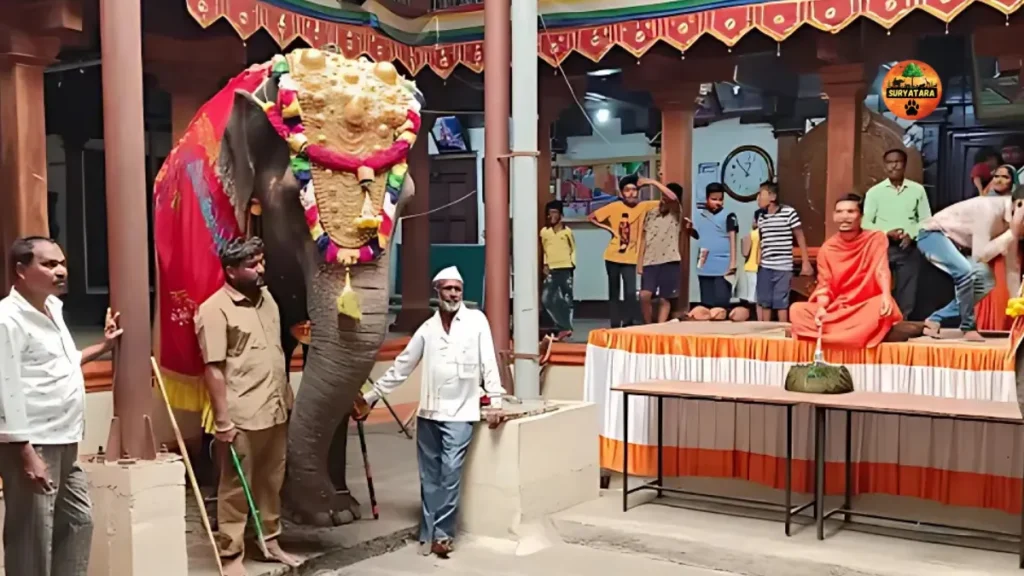 Madhuri Elephant